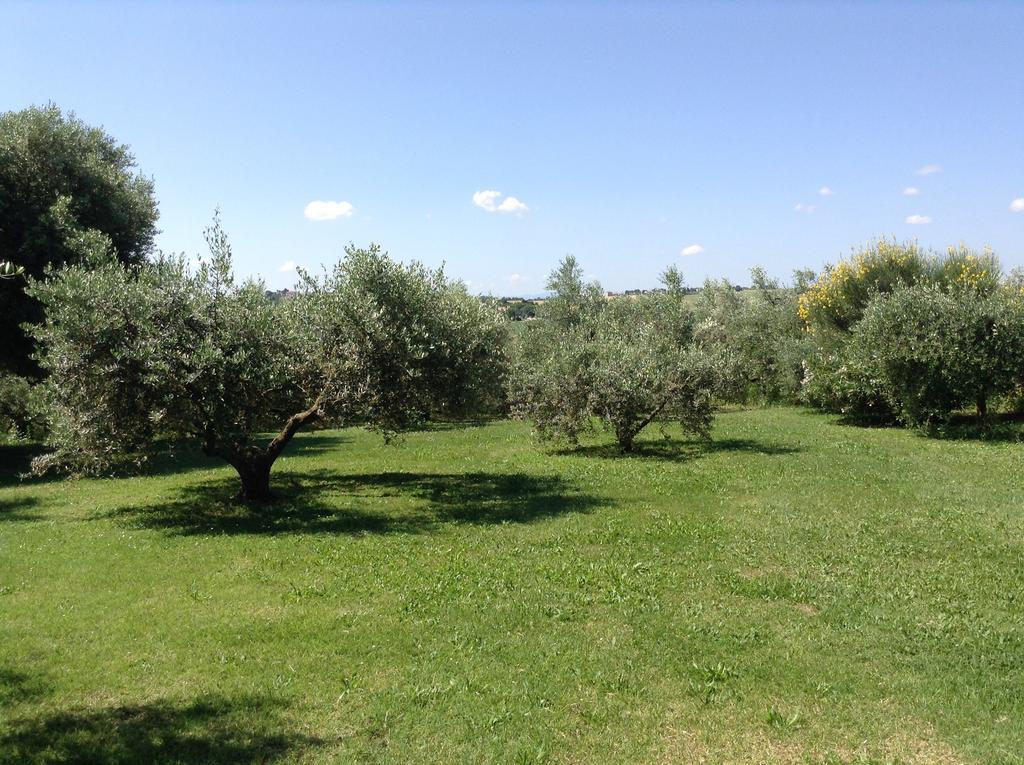 Trecentolivi B&B Montignano Exterior foto
